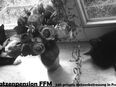 Feine 24h Katzenbetreuung in Frankfurt . Urlaubsbetreuung . private Katzenpension in FFM in 60596